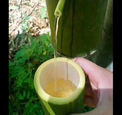 竹筒酒 又名青竹酒或者鮮竹酒，是為什么？